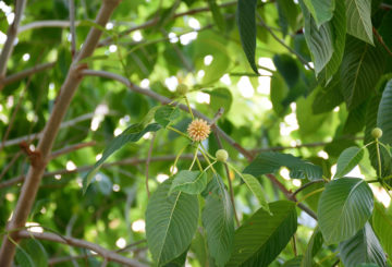 kratom-plant