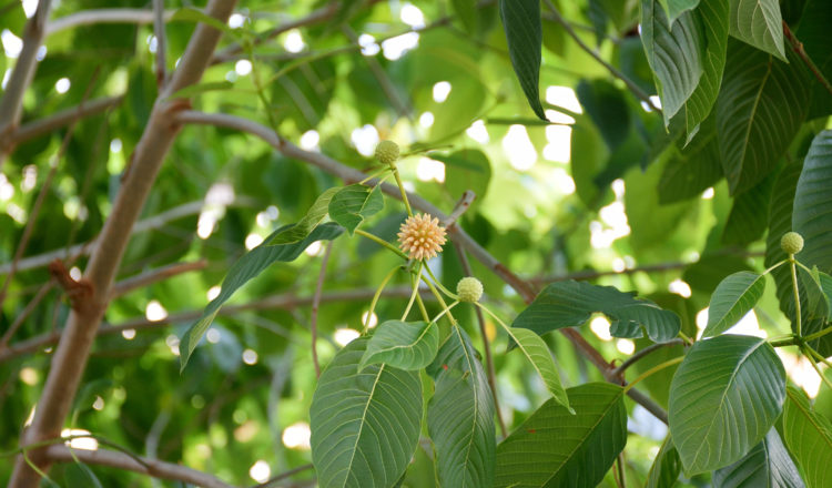 kratom-plant